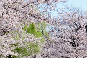 Ueno Park